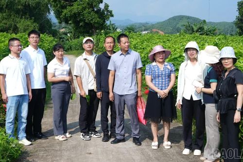 Đoàn công tác Viện Nghiên cứu dâu tằm và ong mật Vân Nam (Trung Quốc) tham quan vùng dâu tằm Trấn Yên