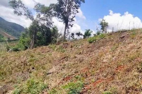 Đam Rông 2 xử phạt 37,5 triệu đồng trường hợp phá rừng trái pháp luật