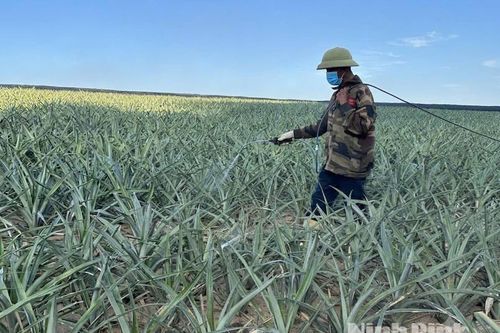 Tập trung khôi phục sản xuất nông nghiệp sau mưa lũ
