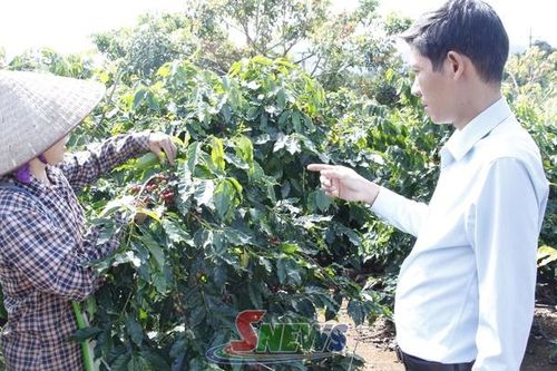 Chiềng Cơi xây dựng vùng cà phê bền vững