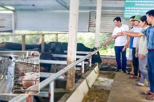 Quy hoạch không gian chăn nuôi: Hài hòa môi trường và sinh kế (kỳ 2)