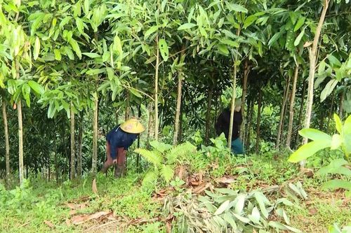 Giảm nghèo gắn liền với sinh kế bền vững