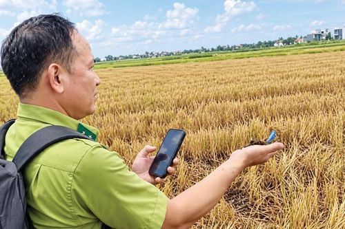 Siết chặt quản lý, bảo vệ đàn chim di cư mùa mưa bão