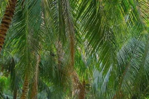 Vĩnh Long tạo động lực phát triển mới cho hợp tác xã