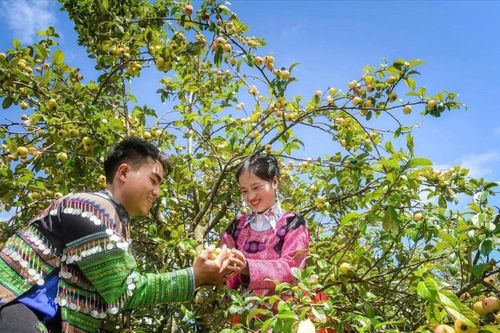 Từ hộ đơn lẻ đến chuỗi giá trị, HTX mở đường cho sản vật vùng cao