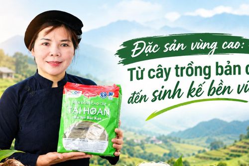 Đặc sản vùng cao: Từ cây bản địa đến sinh kế bền vững