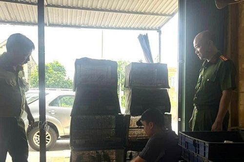 Phát hiện hàng trăm cá thể chim rừng tại nhà dân ở Ninh Bình