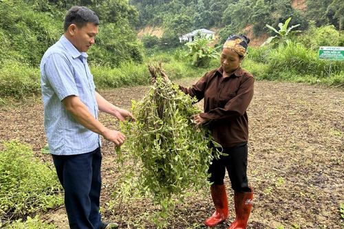 Canh Tân trồng trên 183 ha cây thạch đen