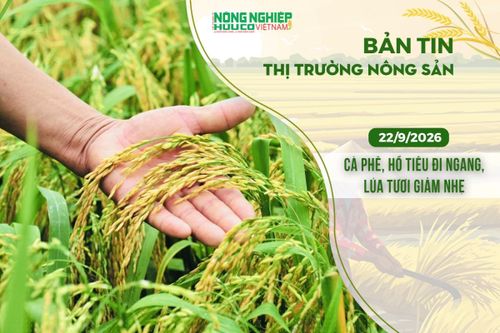 Thị trường nông sản 22/9/2026: Cà phê, hồ tiêu đi ngang, lúa tươi giảm nhẹ