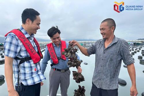 Nuôi trồng thủy sản Quảng Ninh tăng 33,6%.