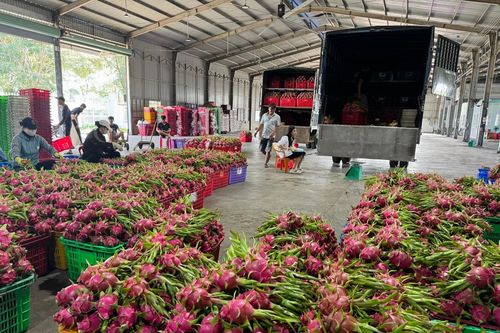 Thanh long rớt giá thảm, khi thị trường lớn không còn 'gánh' nguồn cung
