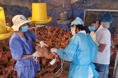 Kiểm tra công tác phòng dịch, quản lý giết mổ tại xã Sơn Đồng