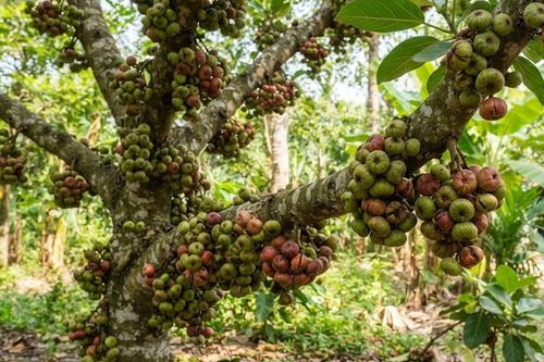 Quả sung hỗ trợ chữa bệnh gì?