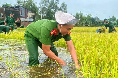 An Giang: Vĩnh Điều huy động lực lượng hỗ trợ người dân thu hoạch lúa bị ngập sâu