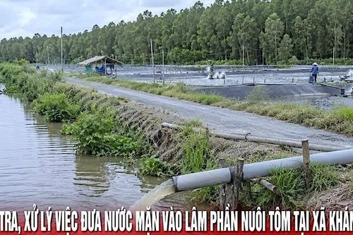 Cà Mau chỉ đạo kiểm tra dứt điểm việc đưa nước mặn vào lâm phần rừng ngọt nuôi tôm