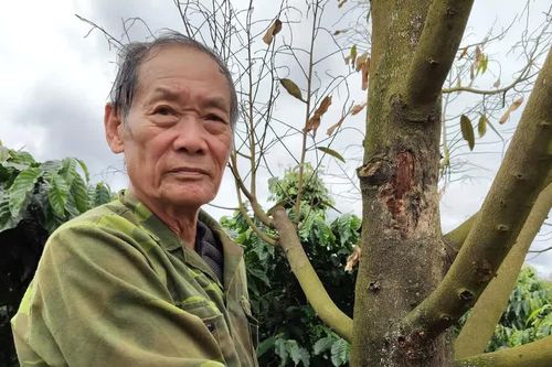 Sầu riêng rụng lá, khô cành bất thường sau đợt mưa kéo dài ở Gia Lai