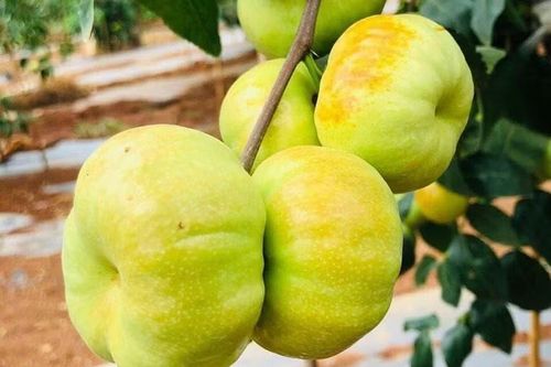Hồng táo dẹt Trung Quốc phủ sóng chợ mạng Việt Nam
