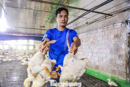 60.000 con gà, vịt chết ngạt sau lũ, chủ trang trại xin ngân hàng giãn nợ