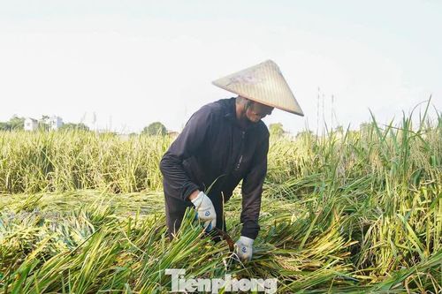 Nông dân Hà Nội chạy đua cứu lúa giữa đồng ngập nước