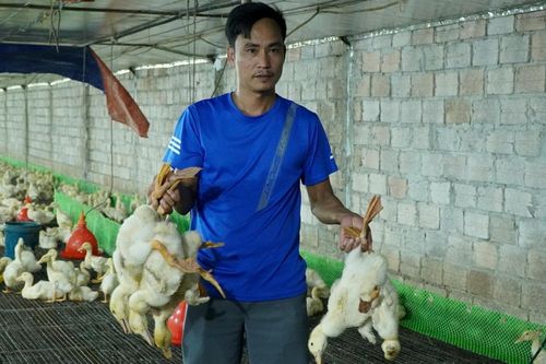 60.000 con gà, vịt chết sau lũ, chủ trang trại ở Thanh Hoá thiệt hại tới 10 tỷ đồng