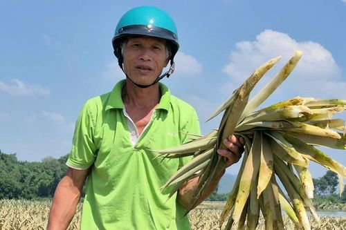 Gần 300ha dứa chìm trong nước, nông dân Thanh Hóa nguy cơ mất trắng trăm tỷ