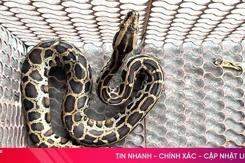 Người dân tự nguyện giao nộp cá thể trăn đất quý hiếm