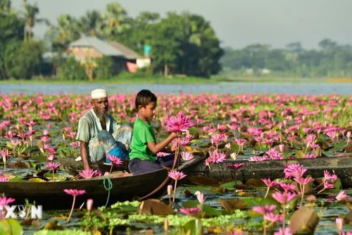 Mùa thu hoạch hoa súng ở Bangladesh