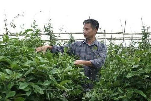Hình thành các vùng dược liệu gắn với chế biến và xây dựng thương hiệu
