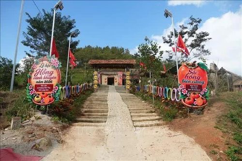 Phát triển quả hồng vành khuyên gắn với du lịch trải nghiệm