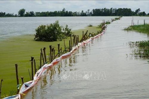 Chủ động ứng phó triều cường, giảm thiệt hại sản xuất nông nghiệp