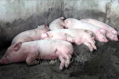Ngăn chặn nguy cơ lây lan diện rộng dịch tả lợn châu Phi