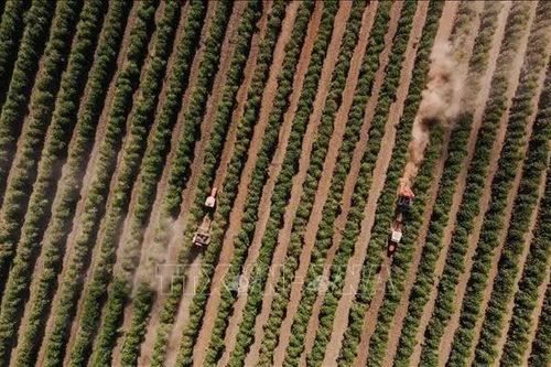 Giá cà phê arabica chạm đáy 3 tháng