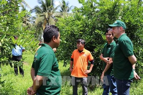 Vĩnh Long phát triển 500 ha chanh không hạt phục vụ xuất khẩu