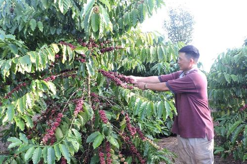 Ba trụ cột nông lâm nghiệp bàn giải pháp chuyển từ tuân thủ sang dẫn dắt chuỗi giá trị