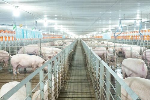 Hoàn thiện thể chế, đưa phúc lợi động vật trở thành nền tảng của chăn nuôi bền vững