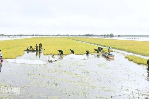 Vĩnh Điều huy động lực lượng thu hoạch lúa bị ngập