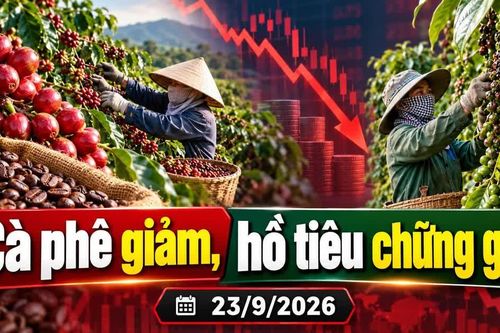 Giá cà phê, hồ tiêu hôm nay 23/9: Cà phê giảm mạnh, tiêu có nơi mất 500 đồng
