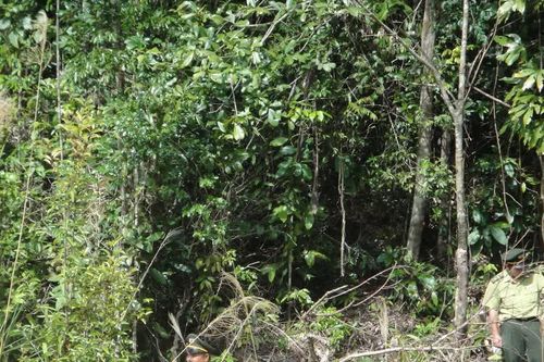 Gia Lai lên phương án xử lý hàng chục nghìn héc ta đất lâm nghiệp bị lấn chiếm