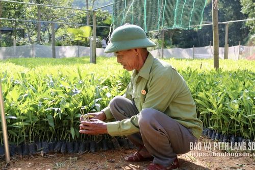 Cựu chiến binh thi đua làm giàu