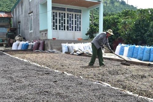 Tái cấu trúc 2 nhóm cây trồng trụ cột