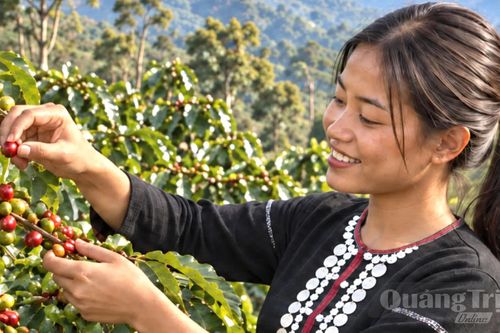 Ấn tượng bộ hình ảnh nhận diện sự kiện 'Theo dấu chân 100 năm cà phê Khe Sanh'