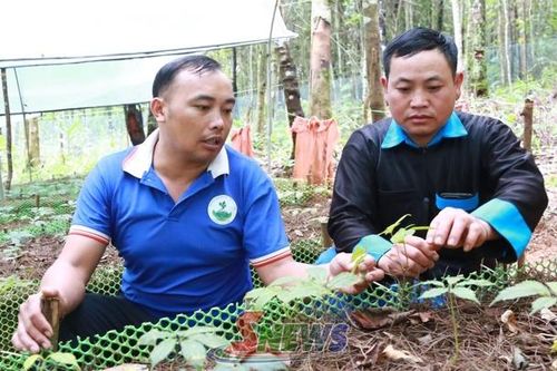 Triển vọng trồng sâm Ngọc Linh ở Xím Vàng