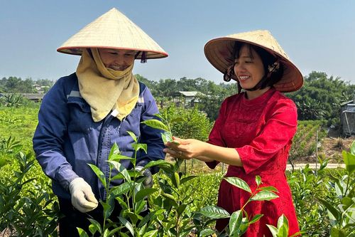 Quy hoạch vùng chè từ nhu cầu thị trường