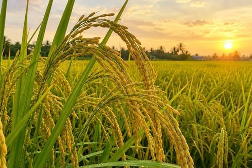 Ngày 23/9: Giá lúa tươi và gạo nguyên liệu tăng giảm trái chiều