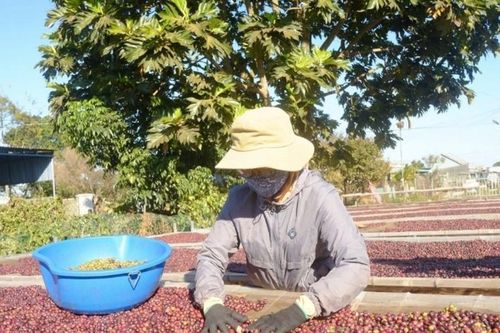 Cà phê giảm 800 đồng/kg, sắc đỏ bao trùm các sàn giao dịch quốc tế
