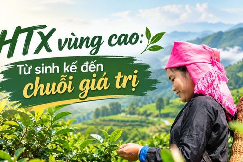 HTX vùng cao: Từ sinh kế đến chuỗi giá trị