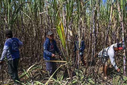 Indonesia dành 2 triệu hecta đất phục vụ sản xuất nhiên liệu sinh học