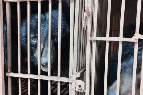 Chấm dứt nuôi nhốt gấu, cần giải pháp đột phá
