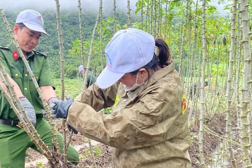Công an xã ở Đắk Lắk giúp dân thu hoạch sắn mì tránh mưa gây ngập úng