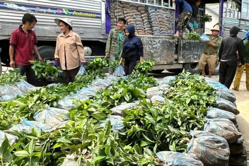 Thông Nông cấp phát hơn 133.000 cây quế phát triển mô hình giảm nghèo